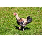 Southwest Semi-Arid Steppe Poultry Forage Mix-3233