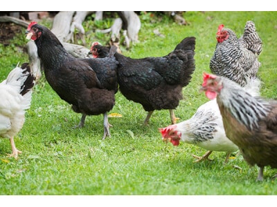 Southern Subtropics Poultry Forage Mix-3217