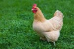 Southwest Desert Poultry Forage Mix-3225