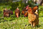 Southwest Transitional Poultry Forage Mix-3241