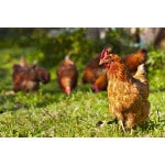 Southwest Transitional Poultry Forage Mix-3241