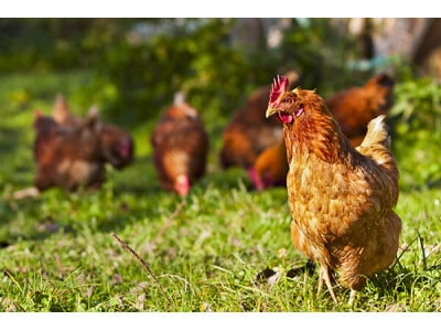 Southwest Transitional Poultry Forage Mix-3241