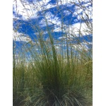 Idaho Fescue-5033