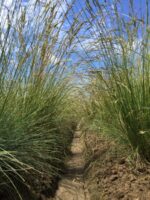Idaho Fescue-5034