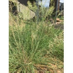 Arizona Fescue-1869