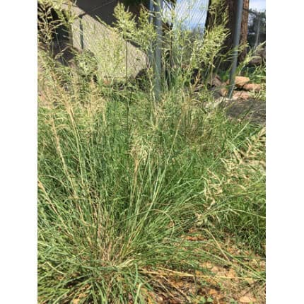 Arizona Fescue-1869