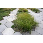 Tufted Hairgrass-5049