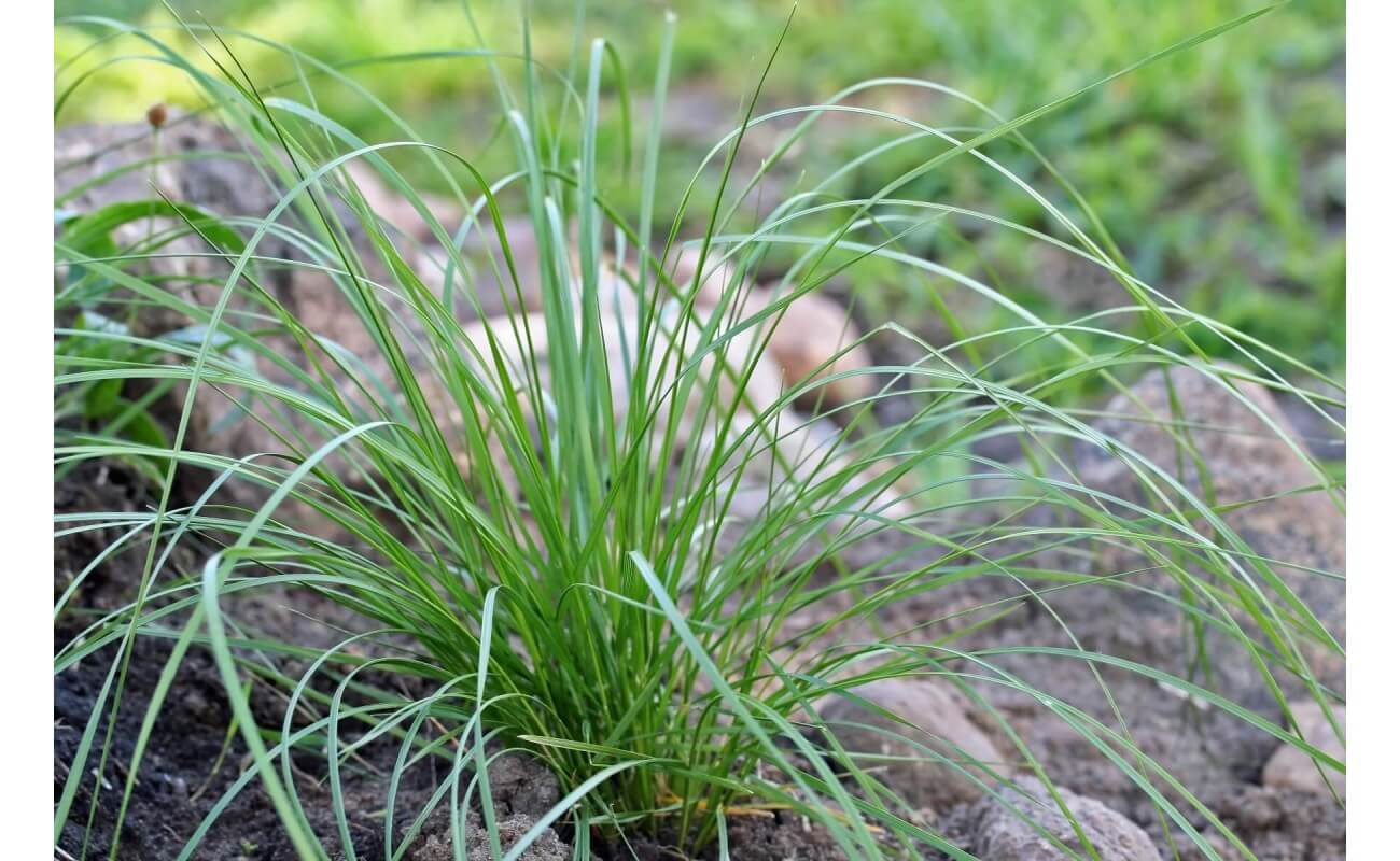 Tufted Hairgrass-5048