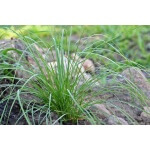 Tufted Hairgrass-5048