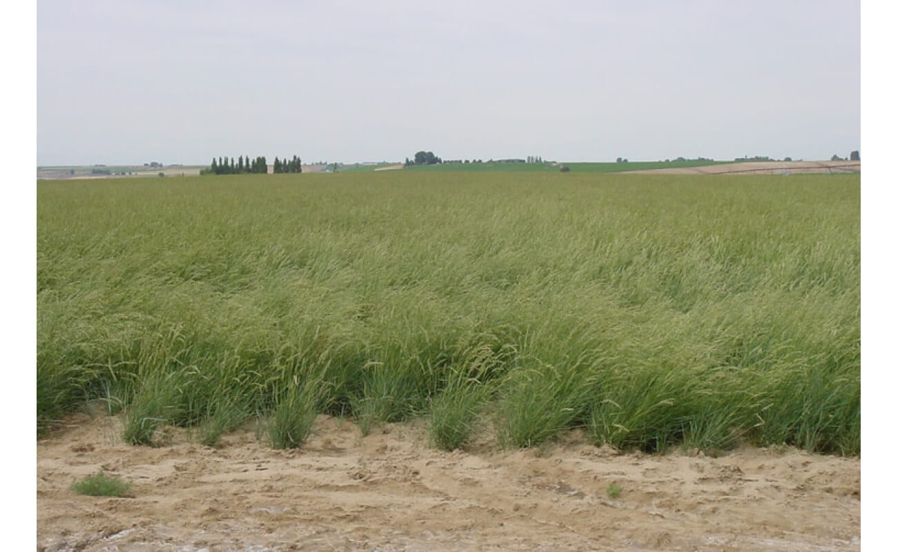 Western Wheatgrass-2381