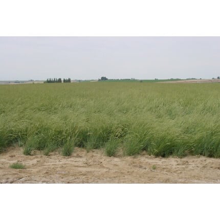 Western Wheatgrass-2381