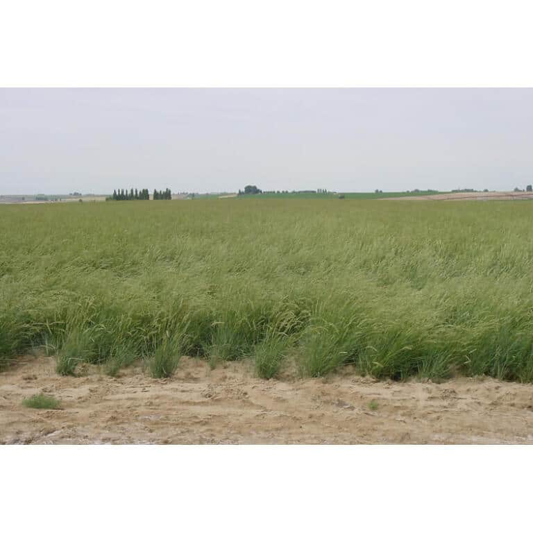 Western Wheatgrass-2381