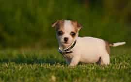 Puppy on grass