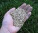 Handful of grass seeds