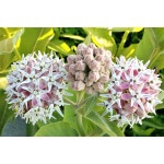 Showy Milkweed-5217