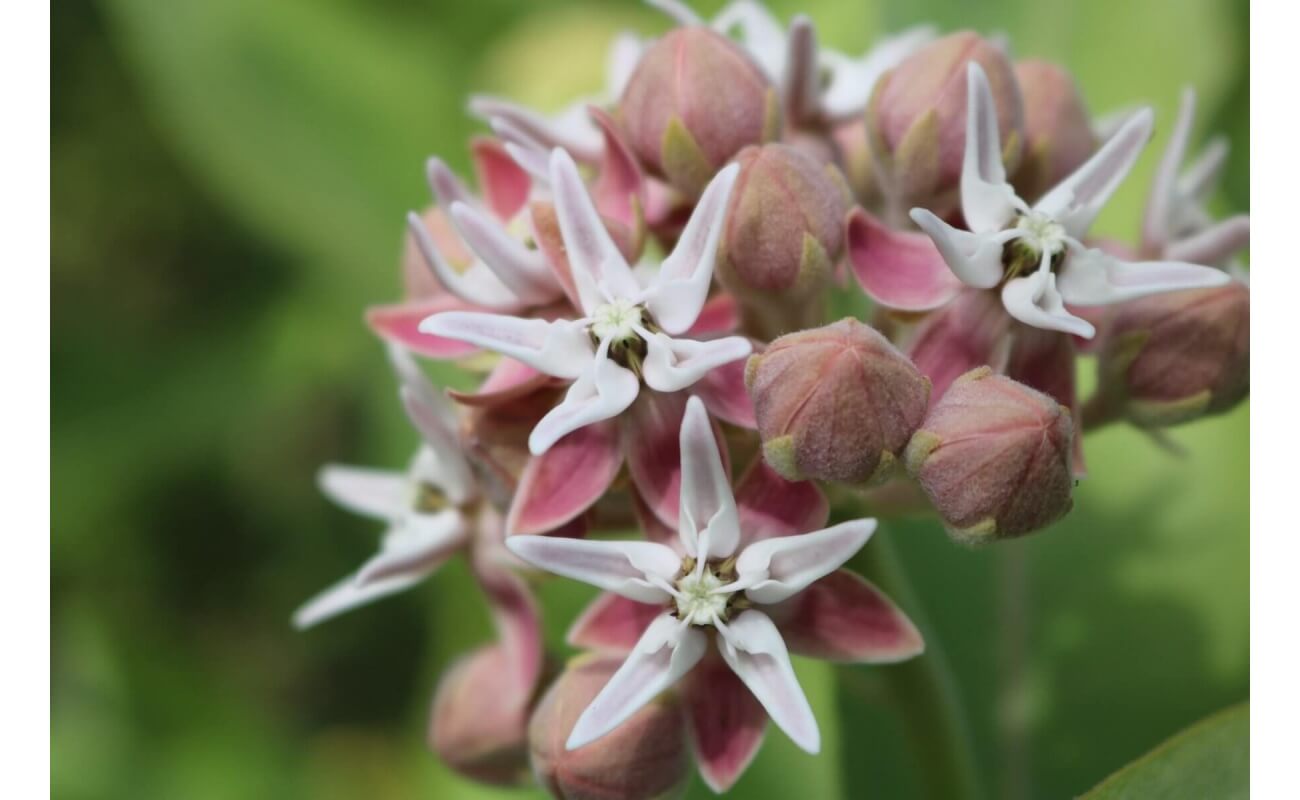 Showy Milkweed-5216