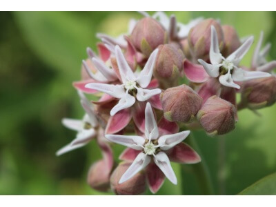 Showy Milkweed-5216