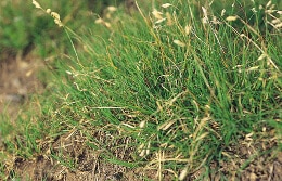 Buffalograss up close