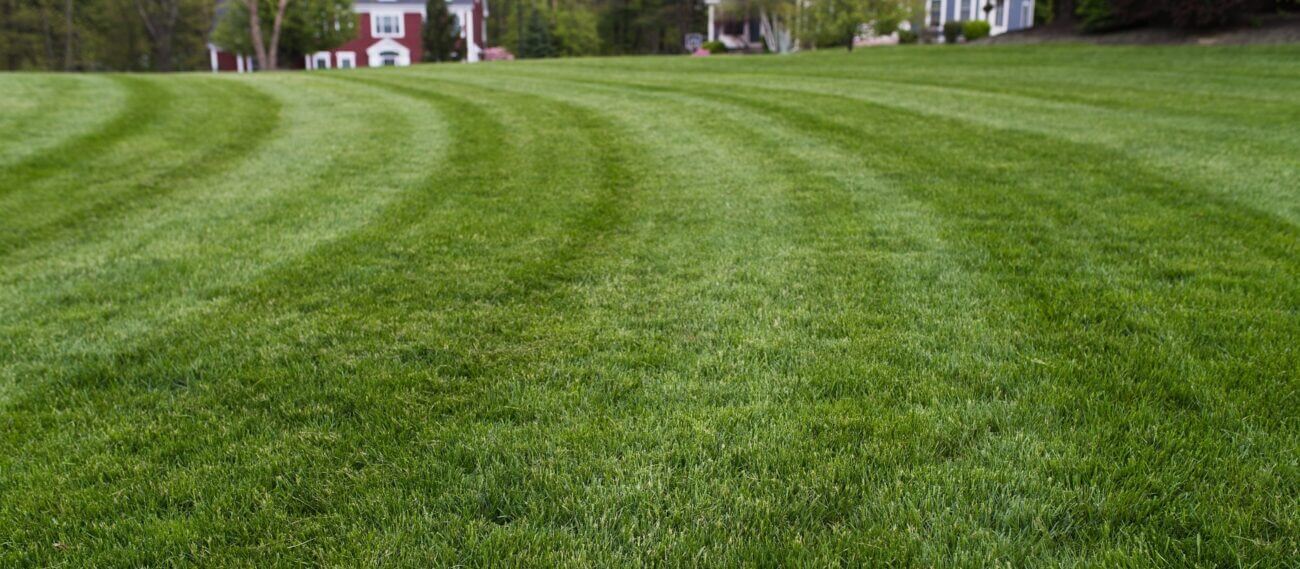 Perennial Ryegrass Seed Lolium Perenne