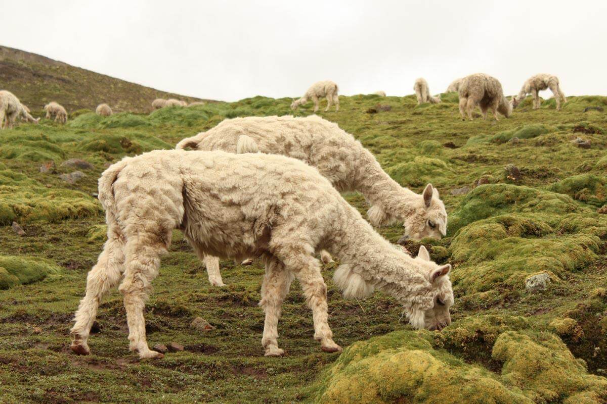 Alpaca/Llama Pastures