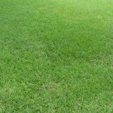 Bahia Grass