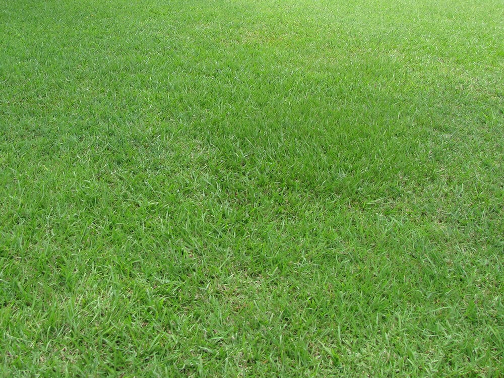 Bahia Grass