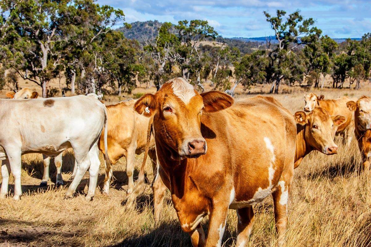 Beef Cattle Forage