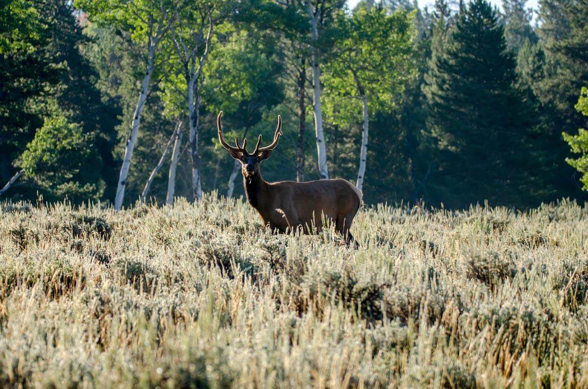 Deer Food Plot Seed