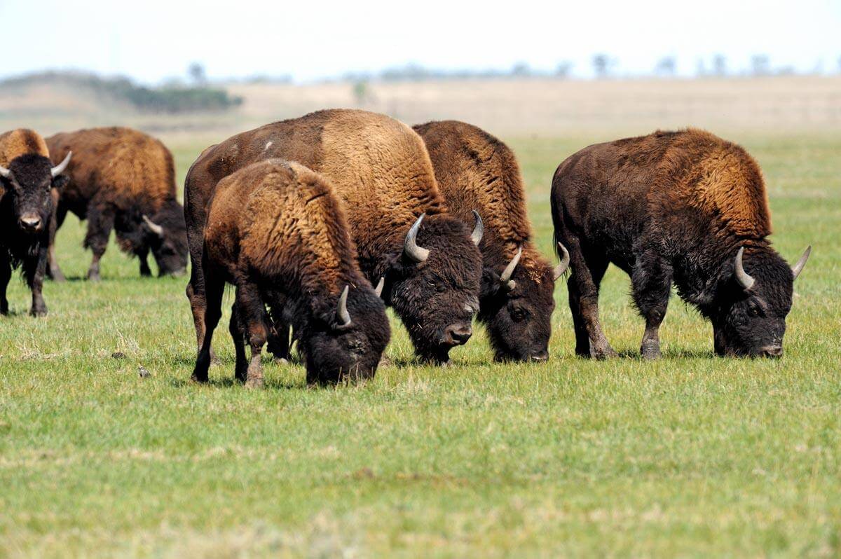 Bison Pastures