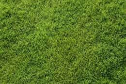 Bermuda grass