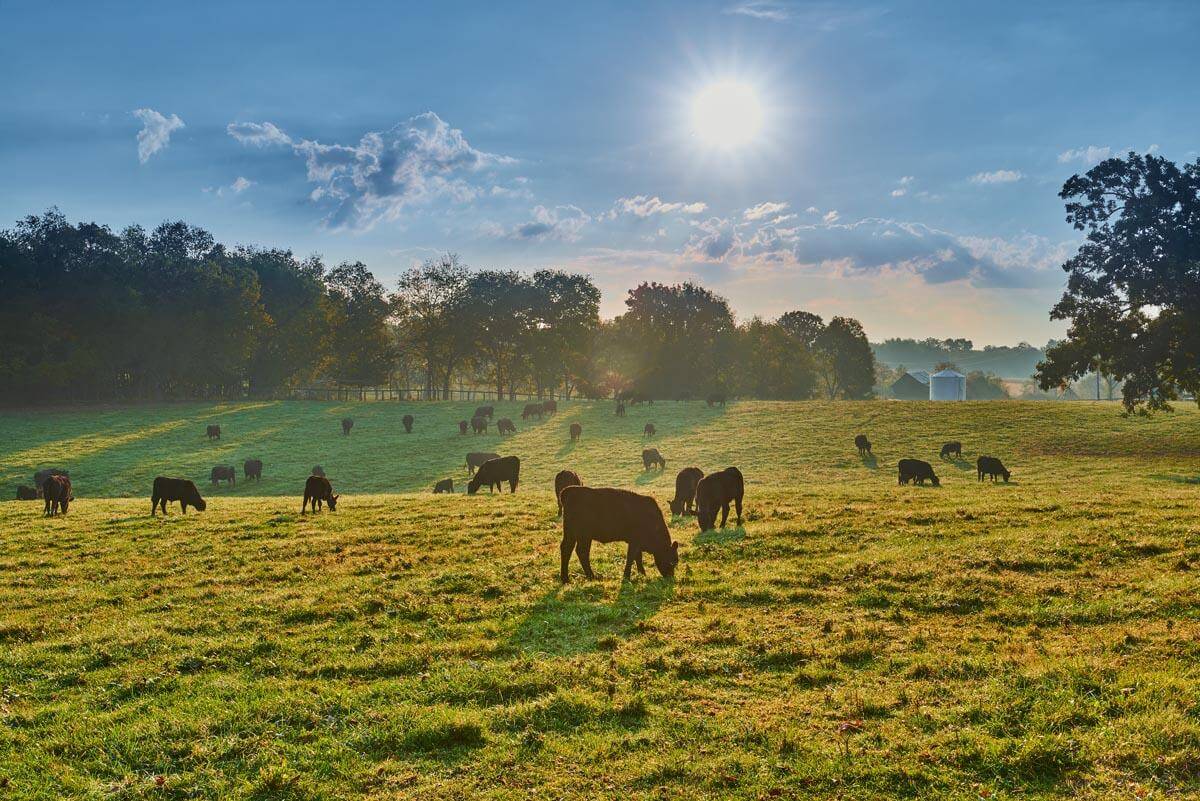 Cattle Pastures