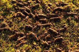core aeration
