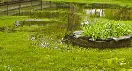Flooded Yard