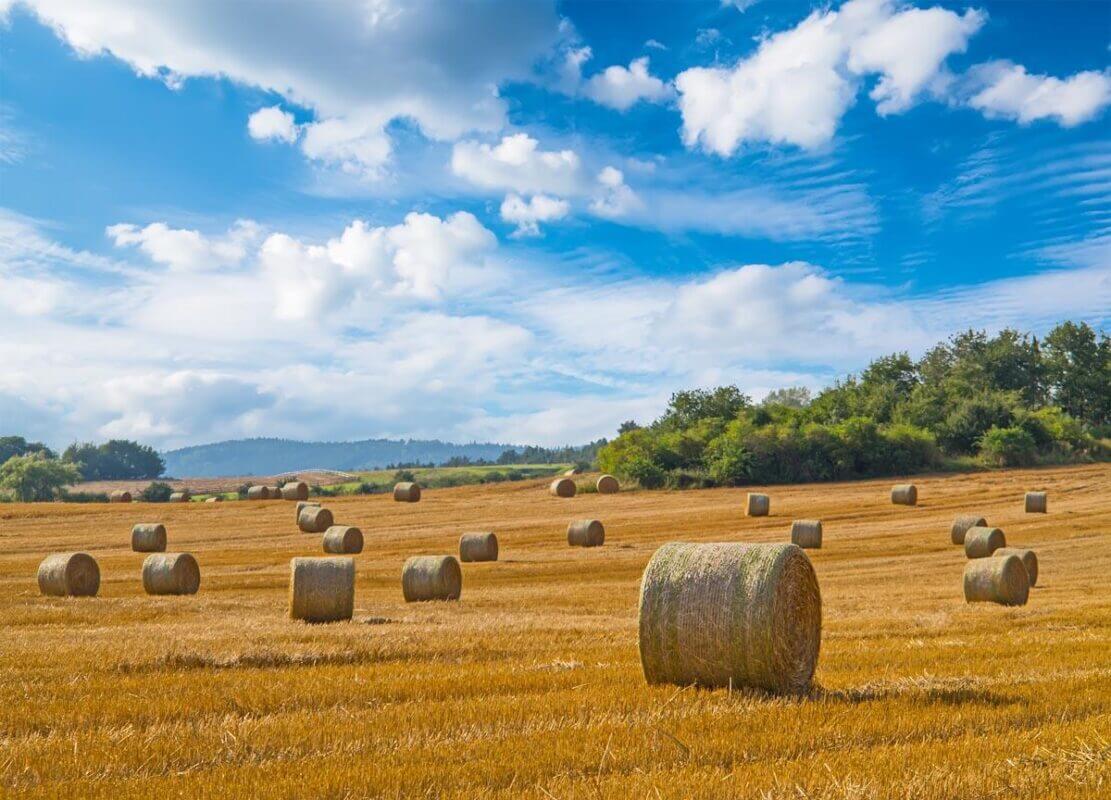 Haymaking Crops