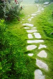 Buffalo grass lawn