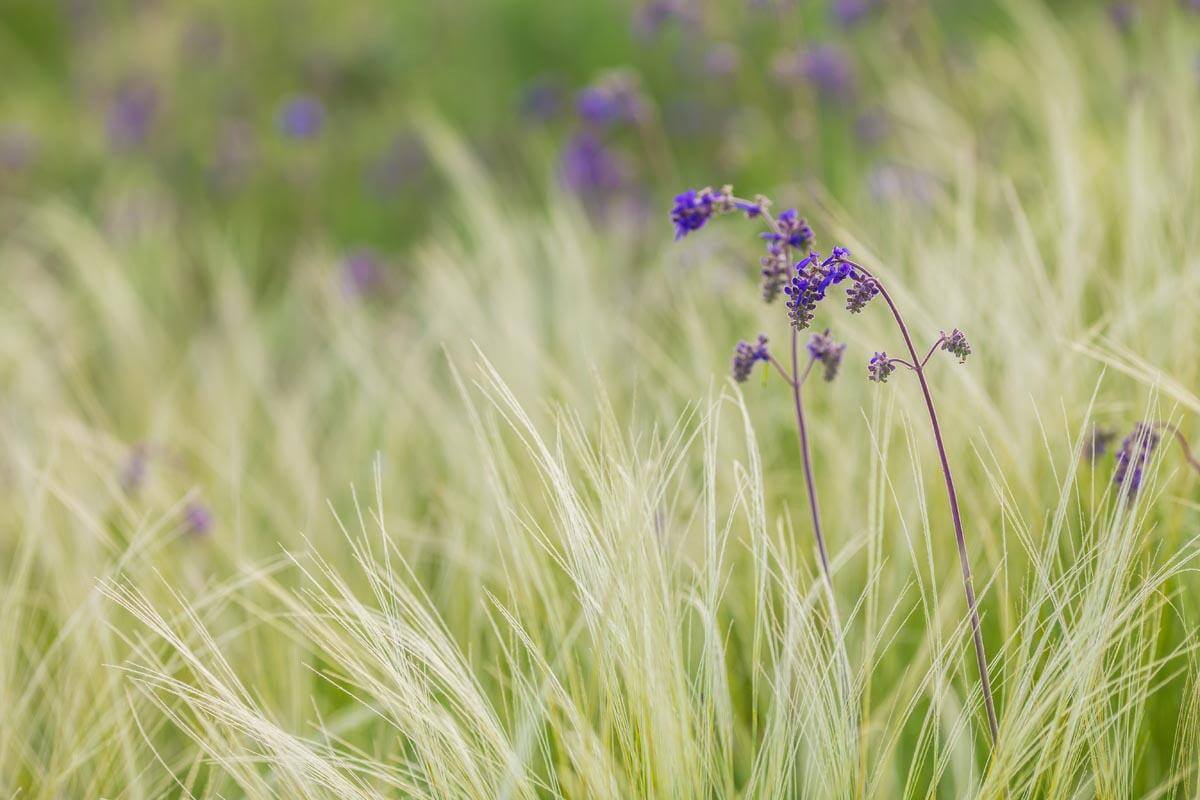 Ornamental Grasses