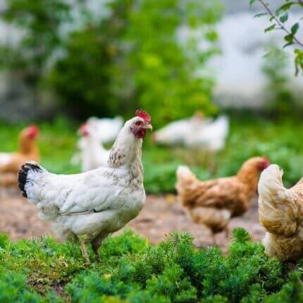 Poultry Pastures