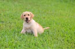 Dog sitting on grass