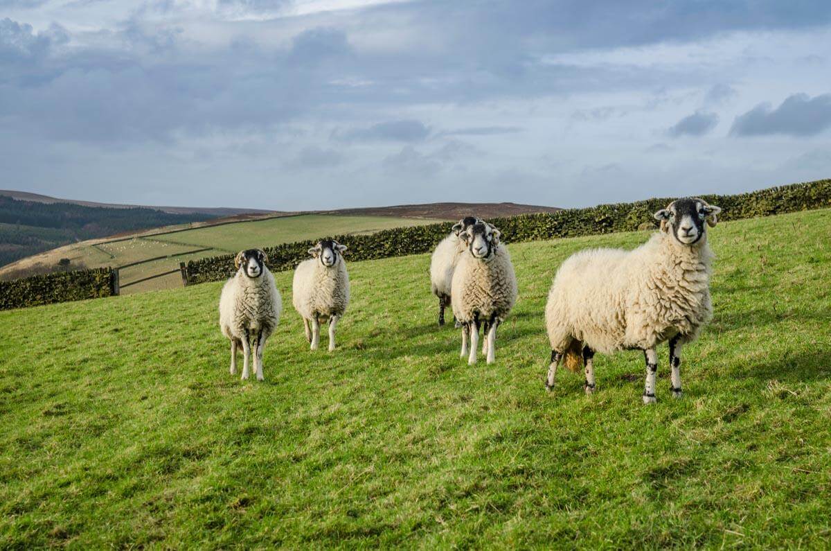 Sheep Pastures