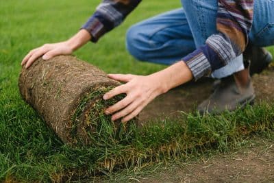 Sod vs Grass Seed