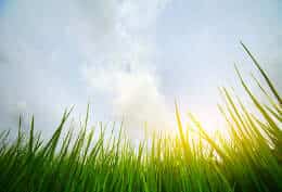 Grass on a sunny day