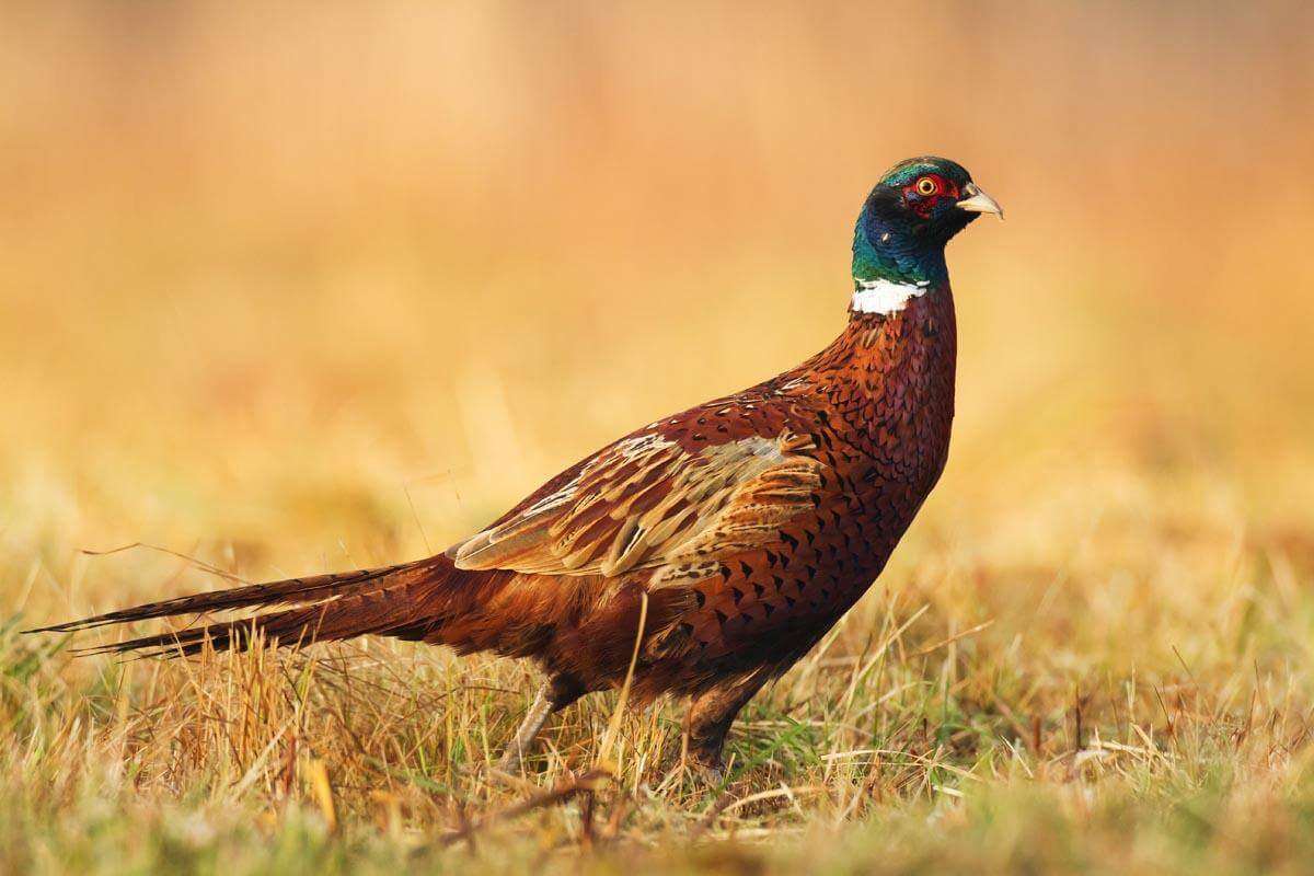 Upland Game Food Plot Blends