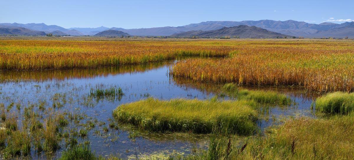 Wetland Restoration Blends