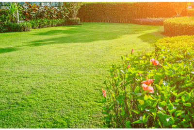 Zoysia Grass