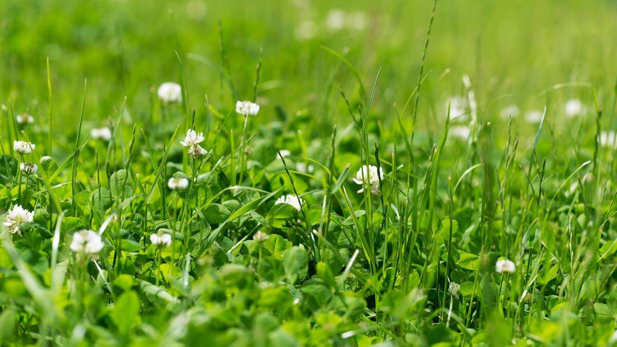 Clover Seeds (Lawn Additive)