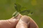 Microclover Seed-3909