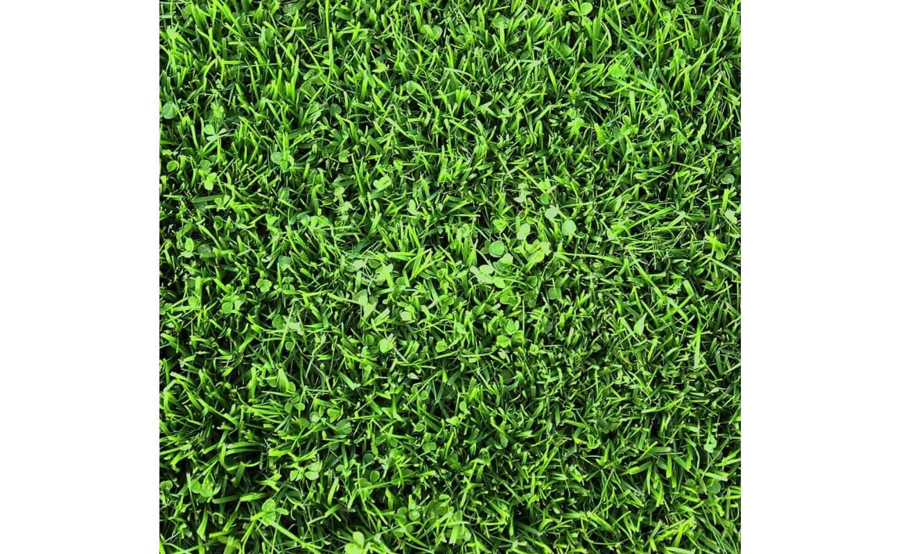 Microclover Seed-4511