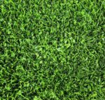 Microclover Seed-4511