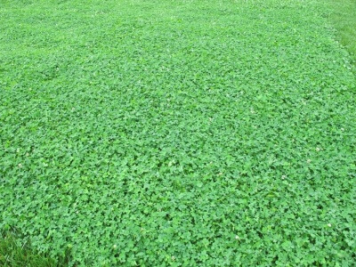 Microclover Seed-4510