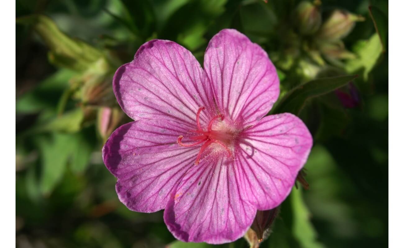 Sticky Purple Geranium-5371